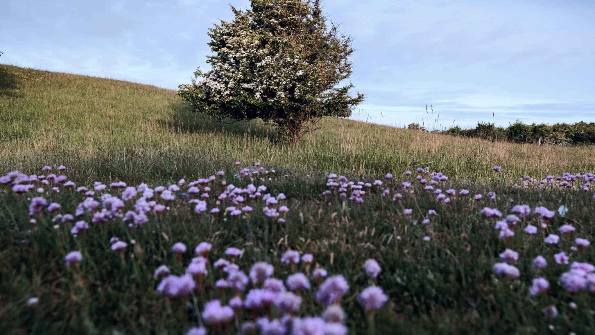 The Danish Nature Fund - 100% plantebaseret